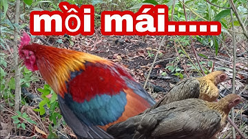 bẫy gà rừng miền bắc || tập 20 || mồi mái cực nhanh. wild chicken trap.