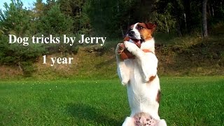 Dog tricks by Jerry - 1 year - the jack russell terrier