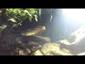 Asian Arowana cruising in our 3 meter tank