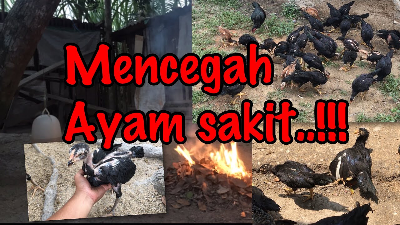 Ternak Ayam Kampung Agar Terhindar Dari Penyakit 