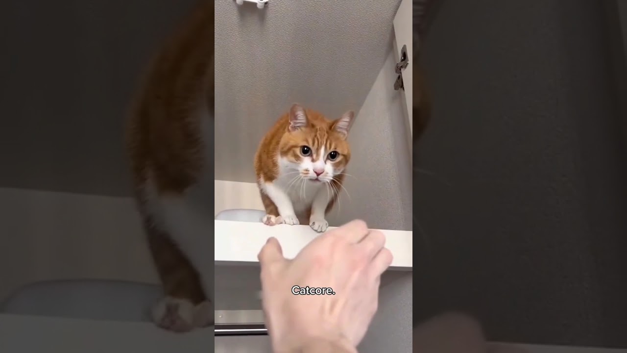 Funny CAT Moments 😂😂 episode 8323 