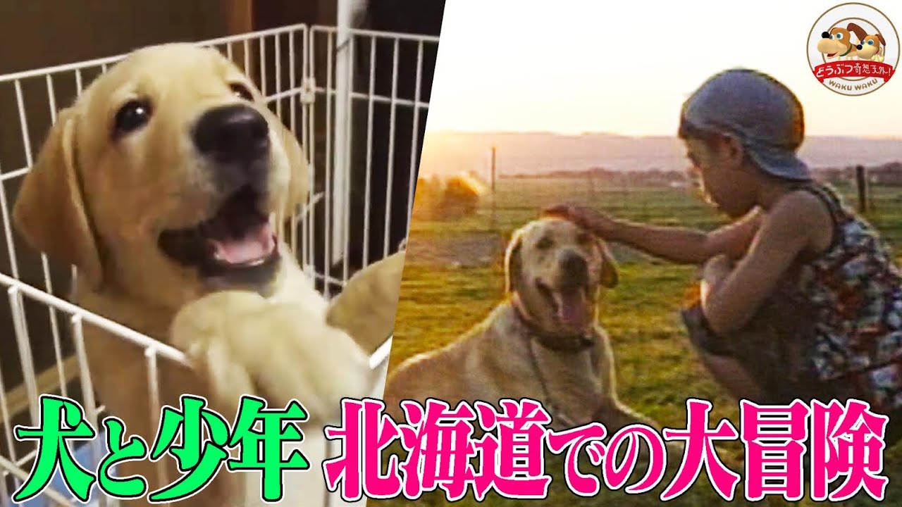 [Драматическое развитие] Мальчик, который боится собак, заводит свою первую собаку! Вскоре они са...