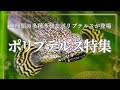 恐竜時代の生き残り！？太古の魚ポリプテルスの魅力を徹底解説　これから古代魚を飼育してみたい方へ水槽サイズなどの飼育設備のアドバイスなども収録