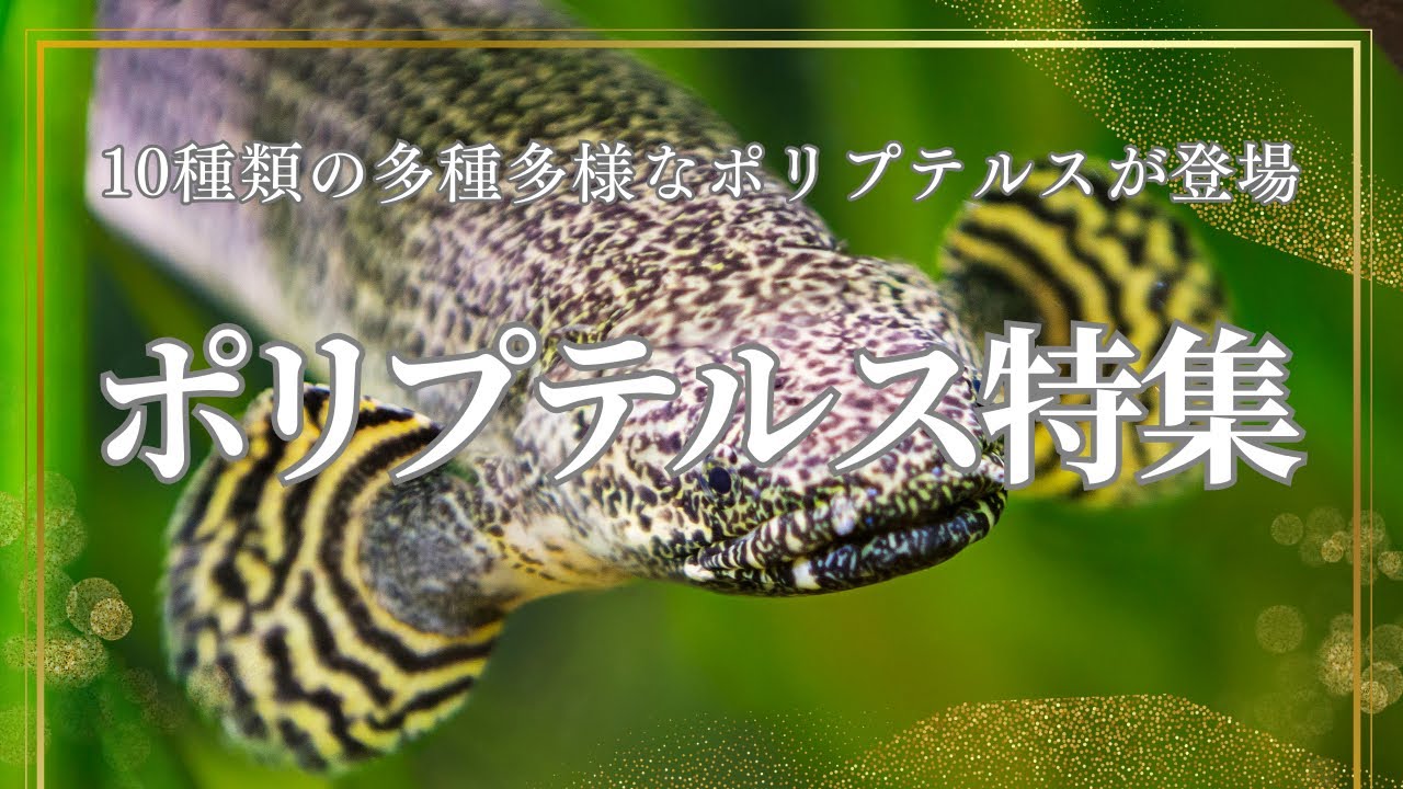 恐竜時代の生き残り！？太古の魚ポリプテルスの魅力を徹底解説　これから古代魚を飼育してみたい方へ水槽サイズなどの飼育設備のアドバイスなども収録