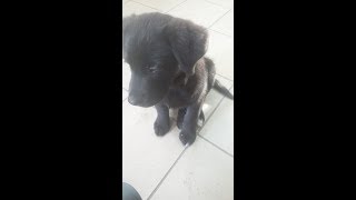 Игра и воспитание щенка лабрадора Игра и воспитание щенка лабрадора