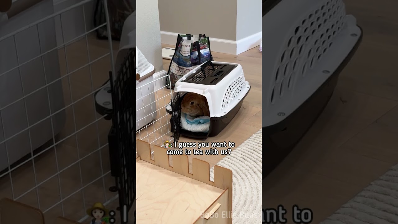 A quick bunny adventure 🐰🧋