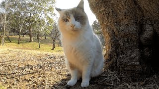 絶対に触らせてくれない美猫