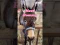 Our donkey got a birthday cake 🥕🎂 Rommy‘s first birthday 🎂