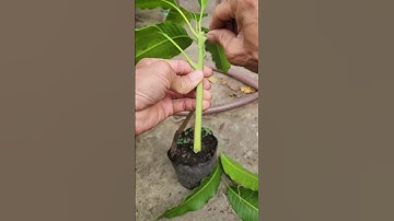 Ghép xoài dễ dàng tại nhà | Grafting DIY #10