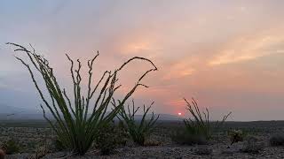 Yaqui Pass Ocotillo Garden by Divine Desert Destination 7 views 4 months ago 22 seconds