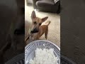 Chimpu eating curd rice in hot summer!#dogloverstagram #viralshort #viralvideo #chitra