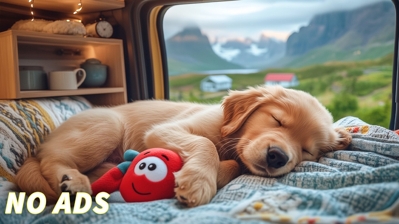 12 Hours Of Calming Dog Music🎼 Relaxing Sleep Music for Dogs🐕✨ Separation Anxiety Relief Music