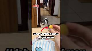 Kucing Ini Jadi Trauma