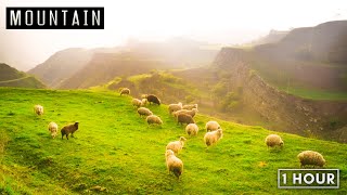 Download lagu Tranquil Mountain Retreat: Relaxing Sheep Bells, Gentle Wind, and Serene - Nature Sounds