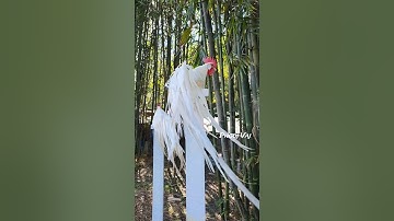 White Bantam Phoenix Qaib Dib Tw Ntev #reels #chicken #qaibdib #gamefowl #ayam #gallos #poultry