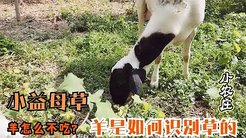 羊是怎樣識別不喜歡吃的野草的，小益母草為什麼一片葉子都不吃？ - 天天要聞