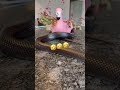 #coolpets #snakevideo #mexicanblackkingsnake #kingsnake 👑#snakes #mbk #exoticpets #funnypets #funny