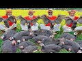 24 pieces titir birds meat curry recipe  special food cooking by grandpa for unfortunate people