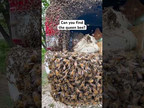 How to Find the Queen Bee