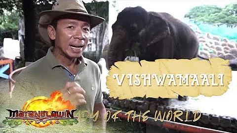 Kim Atienza features Mali, the lone elephant in the Philippines | Matanglawin - DayDayNews