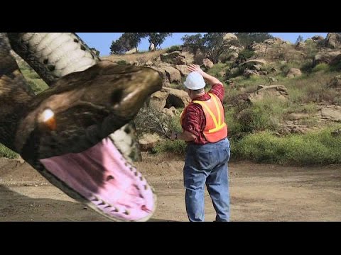 видео: Megaconda Real Scary movie