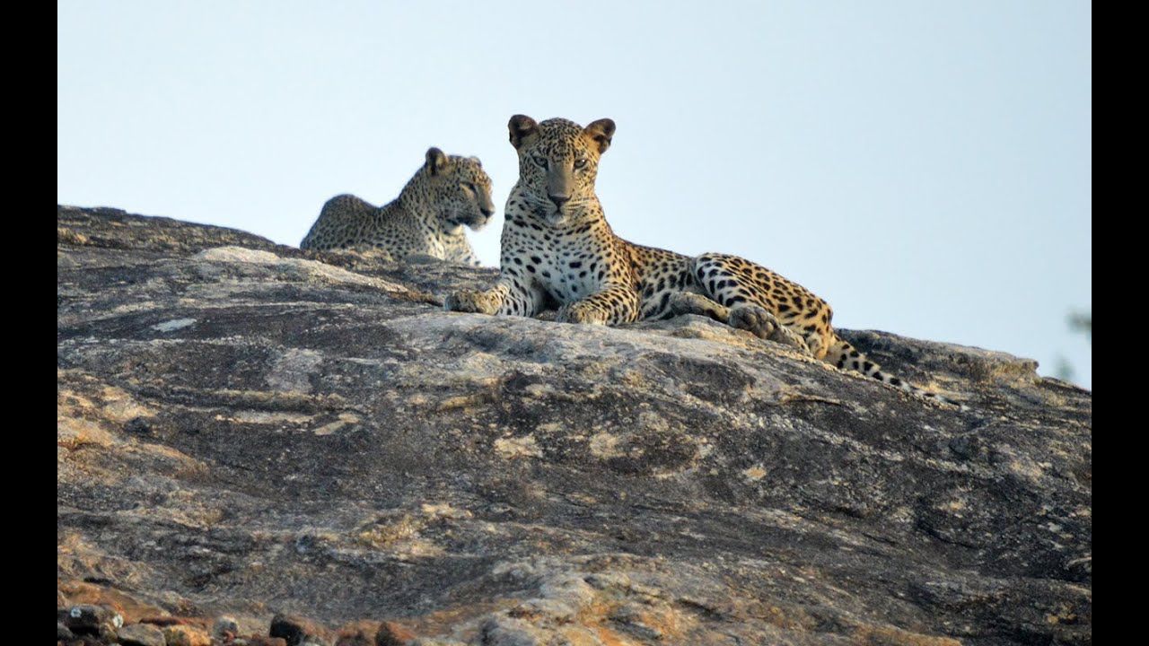 Leopard Cubs || Yala National Park