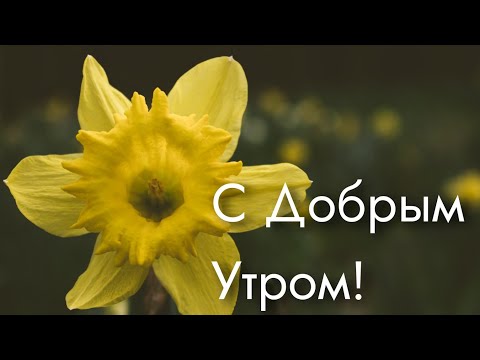 С добрым утром, пожелание любимой!