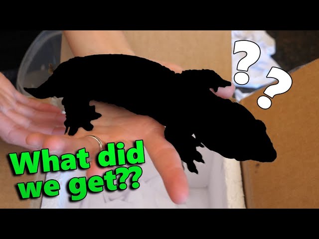 Unboxing a New Lizard!!