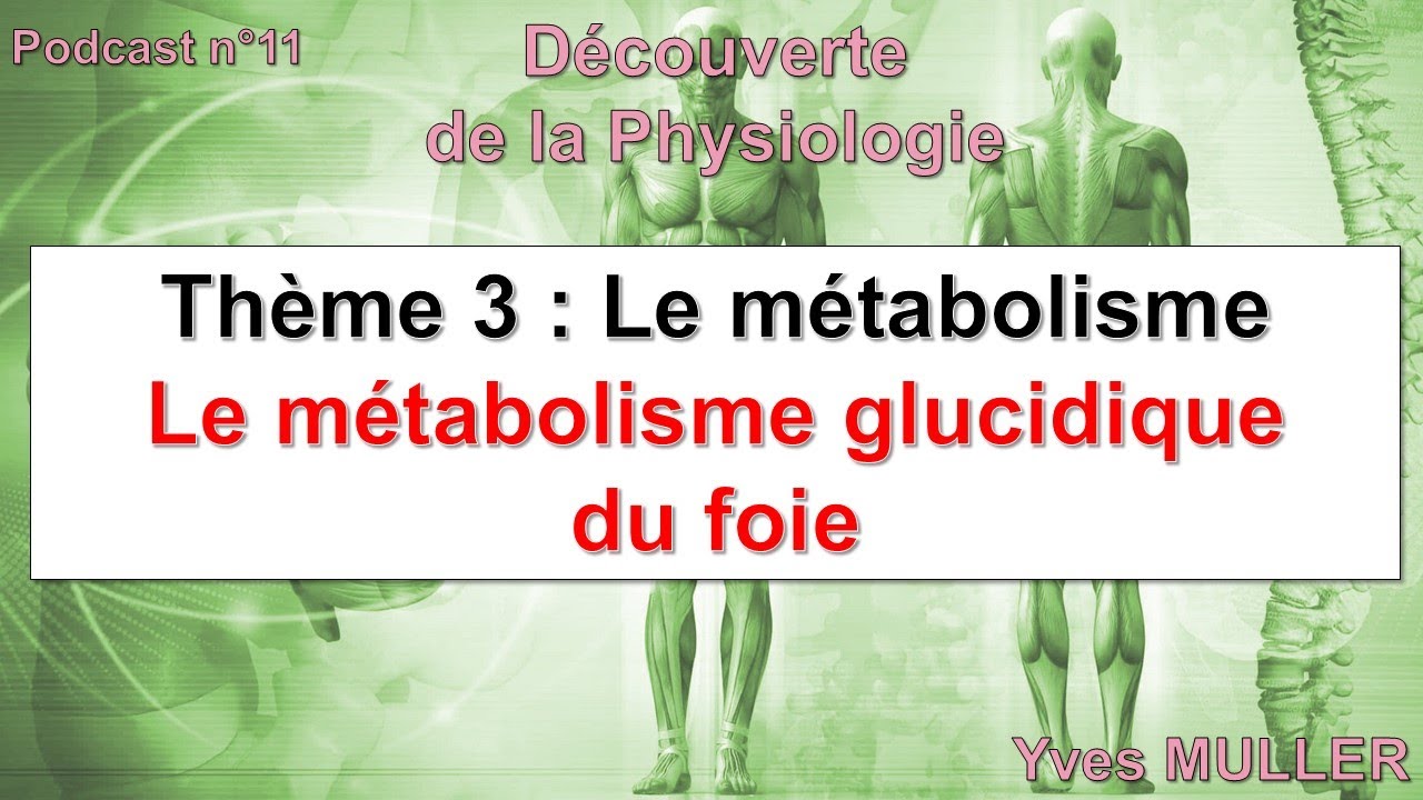 Épisode 11 - Podcast Découverte de la Physiologie - Le métabolisme glucidique du foie
