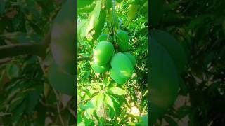 #Aam #k #pode #pe #MashaAllah #zabardast #phall#palant #gardenking