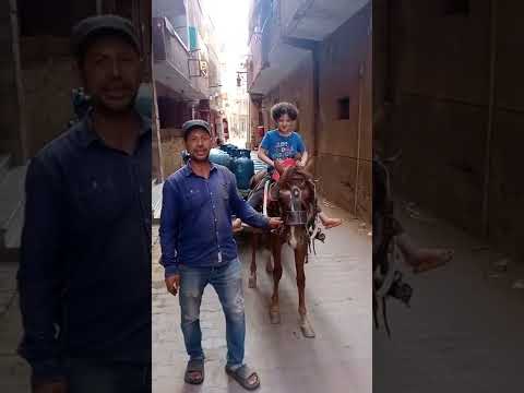 محمد شغال بتاع أنابيب