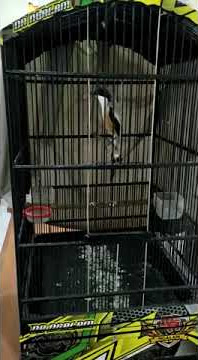 gereja sambung tengkek sambung kunti istimewah