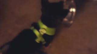 How my Shiba Inu Puppy Asks for Food