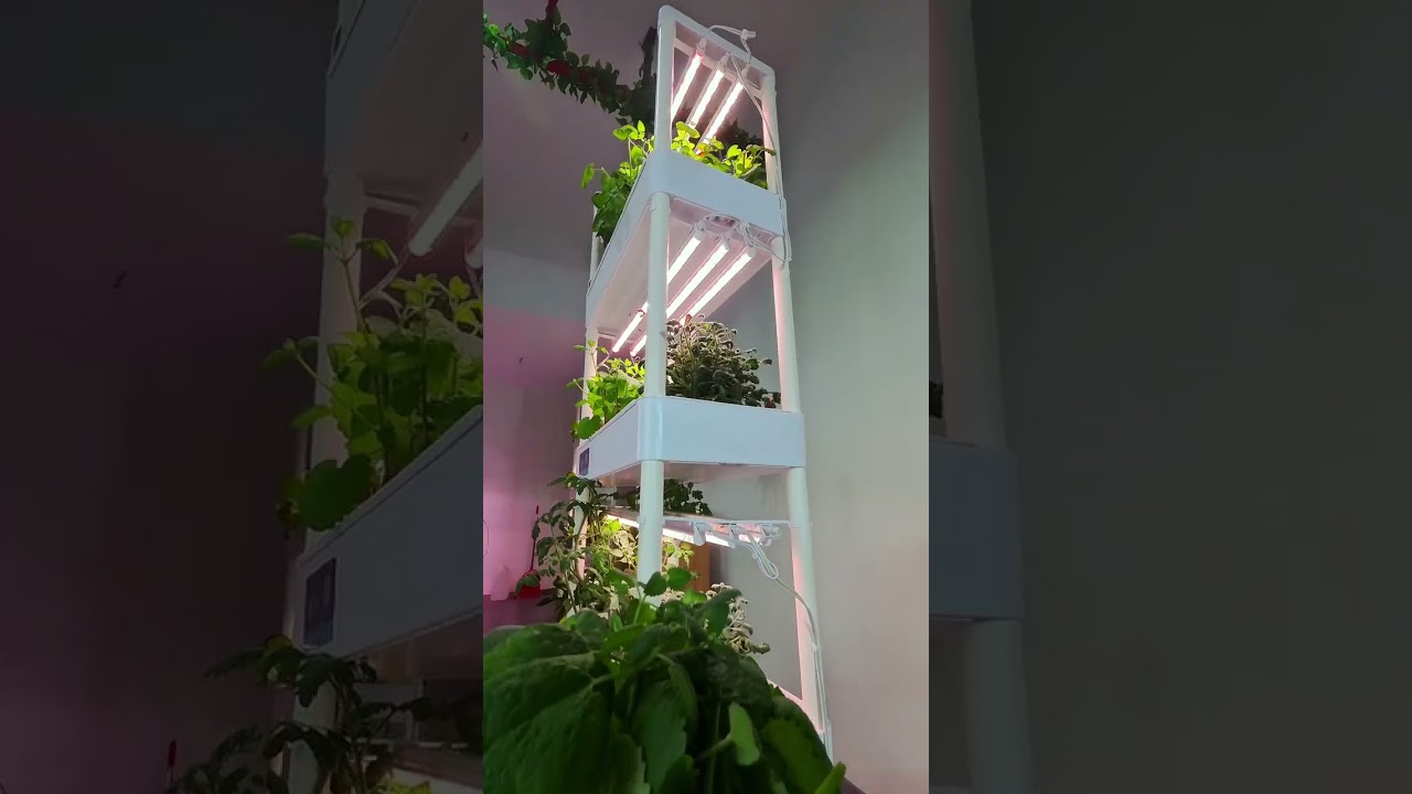 Mint flower harvest 🌸 Do you ever use herb flowers? 👀