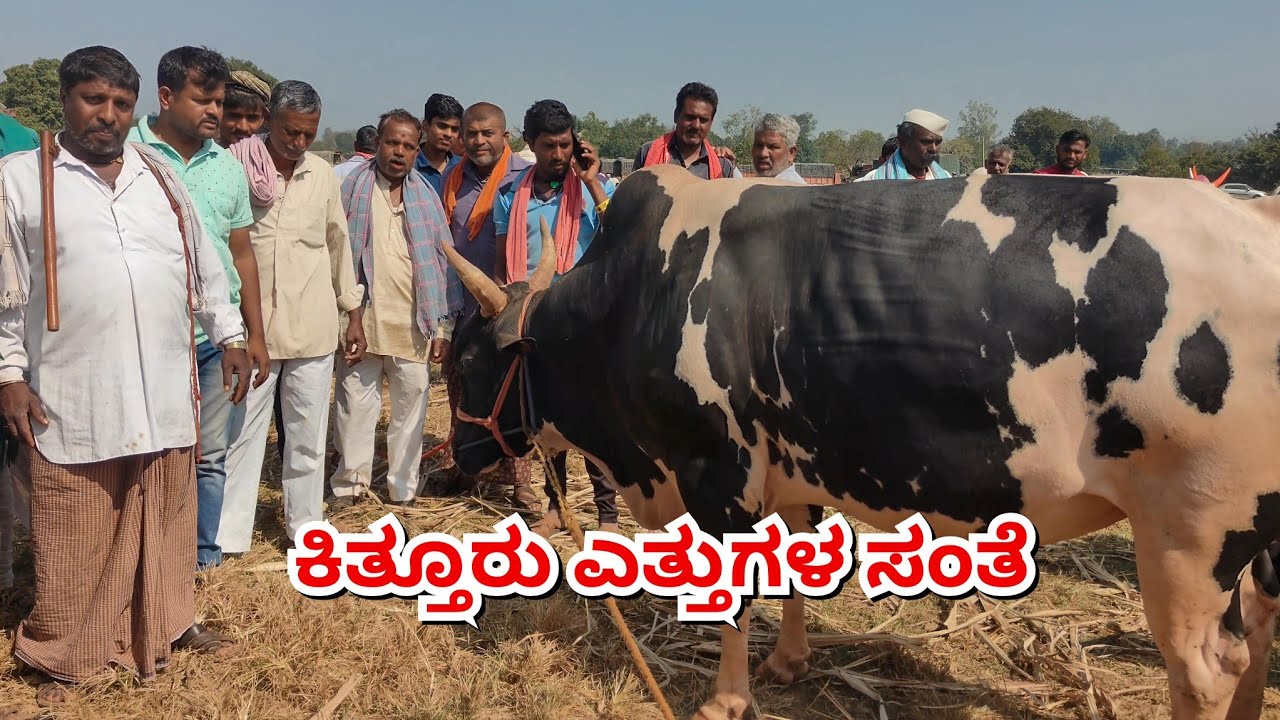 Kittur Oxenmarket 🟣01/12/2025|| ನಾಗಪ್ಪ ಬಬಲಿ ಅವರ ನಗೇಚಟಾಕಿನ 🥰 ಮಾತುಗಳು #cattlesmarket #bullsmarket 