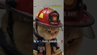 👉 “Gatos haciendo cosas ilegales 😳🐱”#shorts#gatos#funnycats#viral#cats