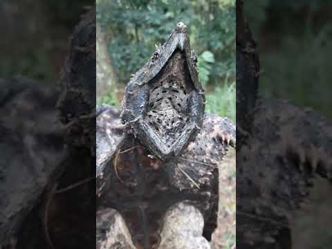 Alligator Snapping turtle, another young male
