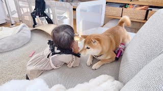 柴犬りんご郎 縁起のよさげな出来事がおこりました!