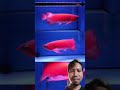 Arowana fish, friend!!!! #fishtank #fish #exoticaquariumfish
