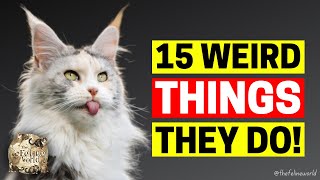 15 Odd Things Maine Coons Do