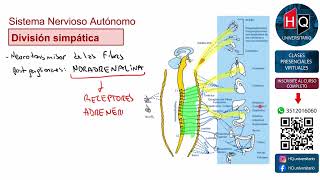 2026-10-15 | Unidad 06 | Regulacion, Integración y Control | Clase 27 |Biología | Ingreso a Medicina