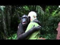 L' abbraccio commovente dello scimpanzé (bonobo) Wounda a Jane Goodall