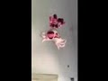 A Spider Hanging From the Ceiling