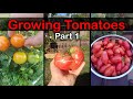 How To Grow Tomatoes From Seed - The Definitive Guide For Beginners Part 1