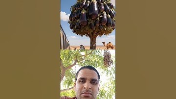 Zebra saved the brinjal tree from drying up by watering ti 😭 #ai #save #tree #zebra