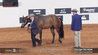 2025 3-Year-Old Geldings World Champion