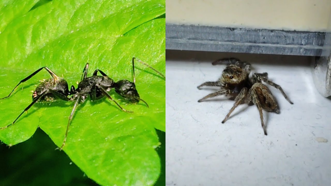 蟻とハエトリグモのコラボ | A collaboration between ants and a jumping spider