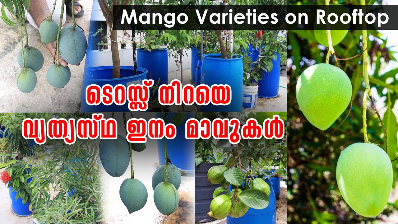 ടെറസ്സ് നിറയെ വ്യത്യസ്ഥ ഇനം മാവുകൾ | Mango Varieties on Rooftop