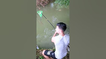 THực tế đánh Kích cá mini liền vợt bắt rô phi  LH 0332615628