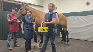 What Is A Horse Pre-Purchase Exam?